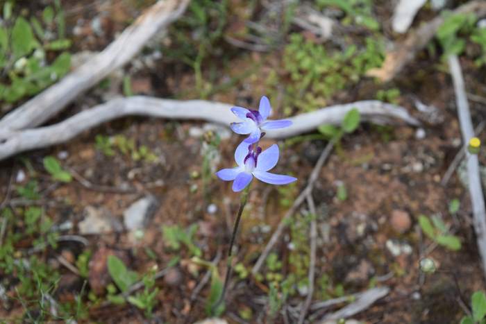 Cyanicula - Orchid-blue-fairy-2-Orchid-Ridge-Sep-2018p0008.JPG